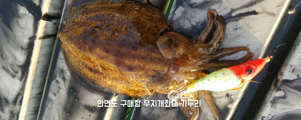 9월이후볼수있는갑오징어.jpg