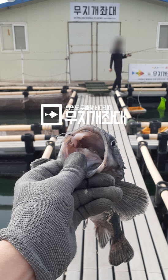 5월24일 - 태안자연식낚시 좌대조황(우럭 3짜) 최근우럭낚시