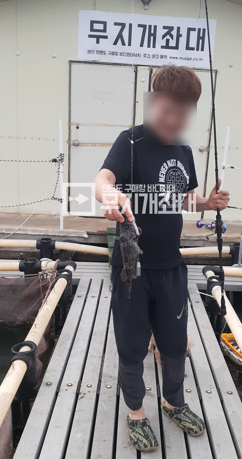 5월24일 - 태안자연식낚시 좌대조황(우럭 3짜) 최근우럭낚시