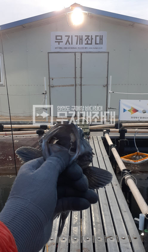 5월24일 - 태안자연식낚시 좌대조황(우럭 3짜) 최근우럭낚시