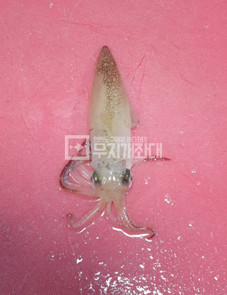 5월24일 - 태안자연식낚시 좌대조황(우럭 3짜) 최근우럭낚시