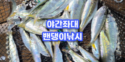 서해바다좌대 느나느나 밴댕이 낚시는 계속 진행중