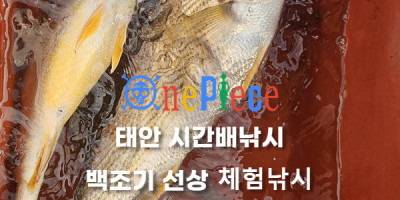 안면도 시간배 백조기낚시 20260731조황