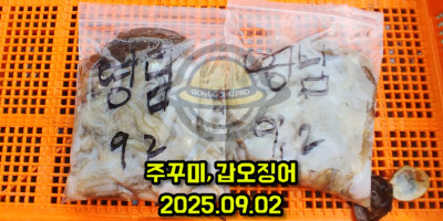 안면도좌대 주꾸미 갑오징어 조황 예상
