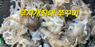 태안 좌대 쭈꾸미 조황