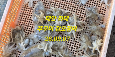 태안좌대 쭈꾸미 갑오징어 낚시  조황