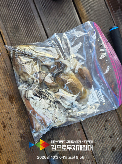 07fa045605b22ae8eb141b7971ab73c4_1791183581_3037.jpg 태안 좌대낚시 쭈꾸미 비상? 오히려 좋아! 생새우 외수질로 갑오징어 대박 터졌습니다!