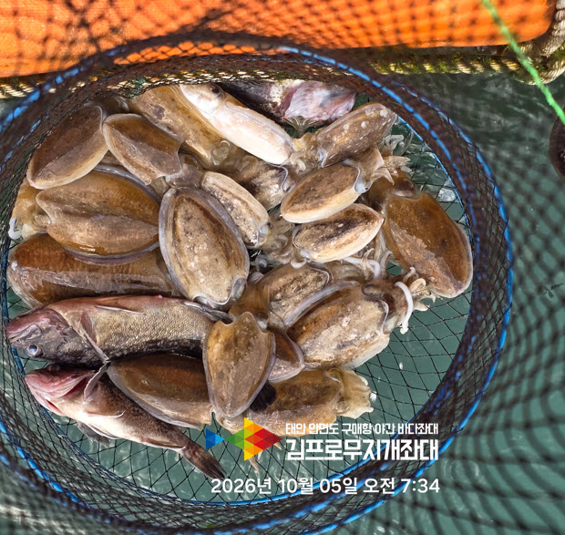 07fa045605b22ae8eb141b7971ab73c4_1791183615_2153.jpg 태안 좌대낚시 쭈꾸미 비상? 오히려 좋아! 생새우 외수질로 갑오징어 대박 터졌습니다!