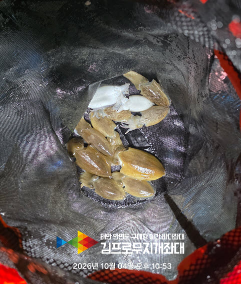 07fa045605b22ae8eb141b7971ab73c4_1791183622_1471.jpg 태안 좌대낚시 쭈꾸미 비상? 오히려 좋아! 생새우 외수질로 갑오징어 대박 터졌습니다!