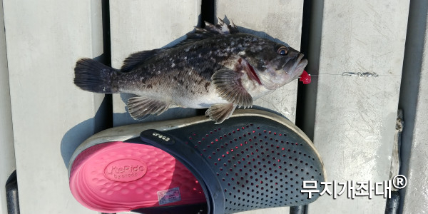 우럭 맛이 너무 좋아요